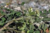 Astragalus contortuplicatus. Часть побега с соплодиями и соцветиями. Крым, предгорья, берег Симферопольского вдхр. 10 октября 2012 г.