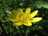 Ficaria verna. Цветок. Украина, Запорожье, остров Хортица. 12.04.2008.