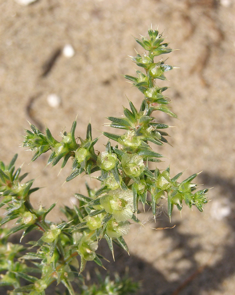 Изображение особи Salsola tragus.