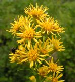 Image of taxon representative. Author is Андрей Барышенко