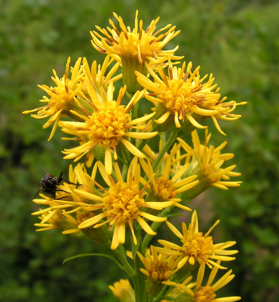 Image of Solidago virgaurea ssp. dahurica specimen.