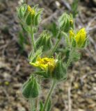 Potentilla astracanica. Часть соцветия. Ростовская обл., Куйбышевский р-н, окр. пос. Лысогорка. 15.05.2012.