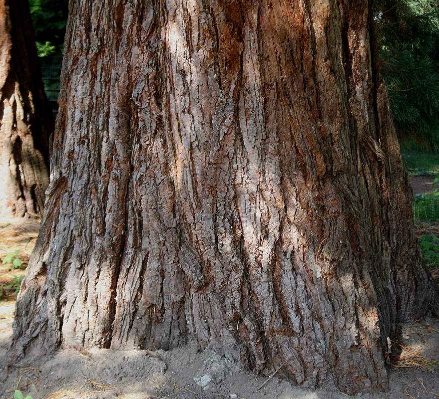 Изображение особи Sequoiadendron giganteum.