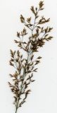 Agrostis tenuis. Соплодие. Курская обл., Железногорский р-н, ур. Кармановская дача, пос. Жарманово, исток р. Мицень. 22 июля 2007 г.