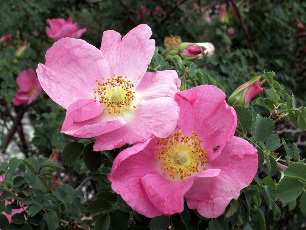 Image of Rosa webbiana specimen.