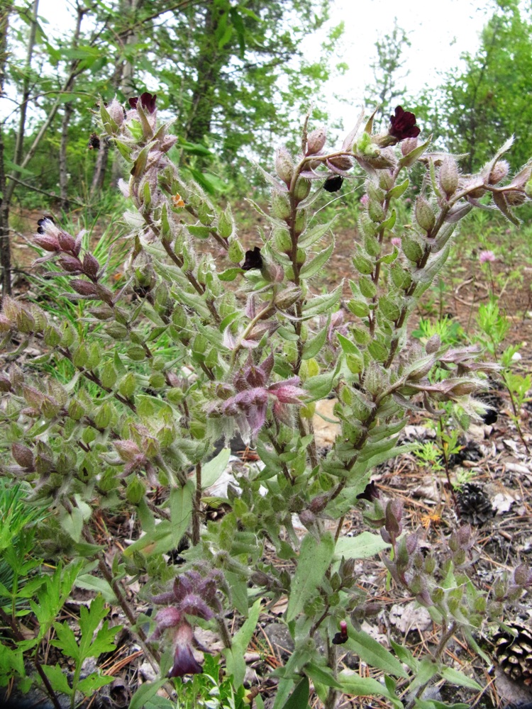 Image of Nonea rossica specimen.