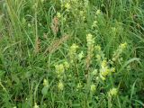 Rhinanthus aestivalis. Цветущее растение на волжском лугу. Чувашия, Козловский р-н, дер. Солдыбаево. 1 июля 2012 г.