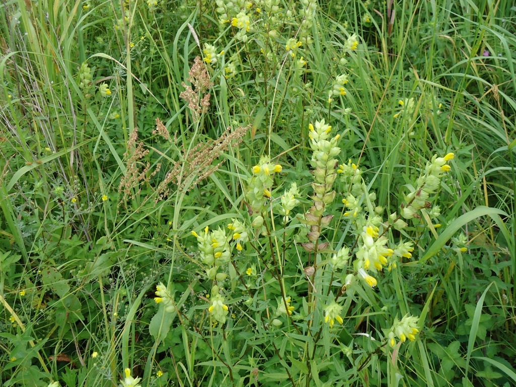 Изображение особи Rhinanthus aestivalis.