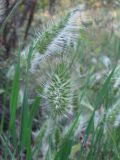 Cynosurus echinatus