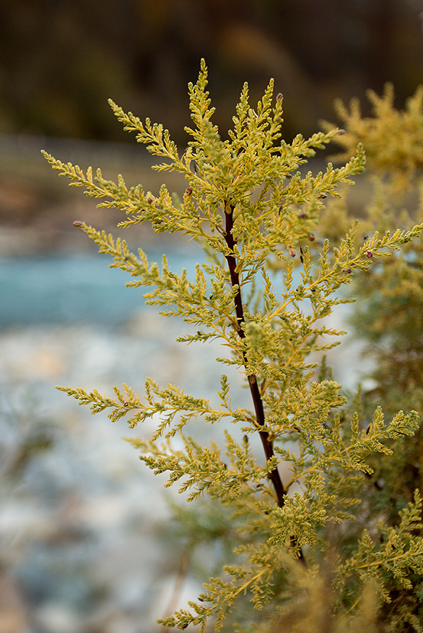 Image of Myricaria bracteata specimen.