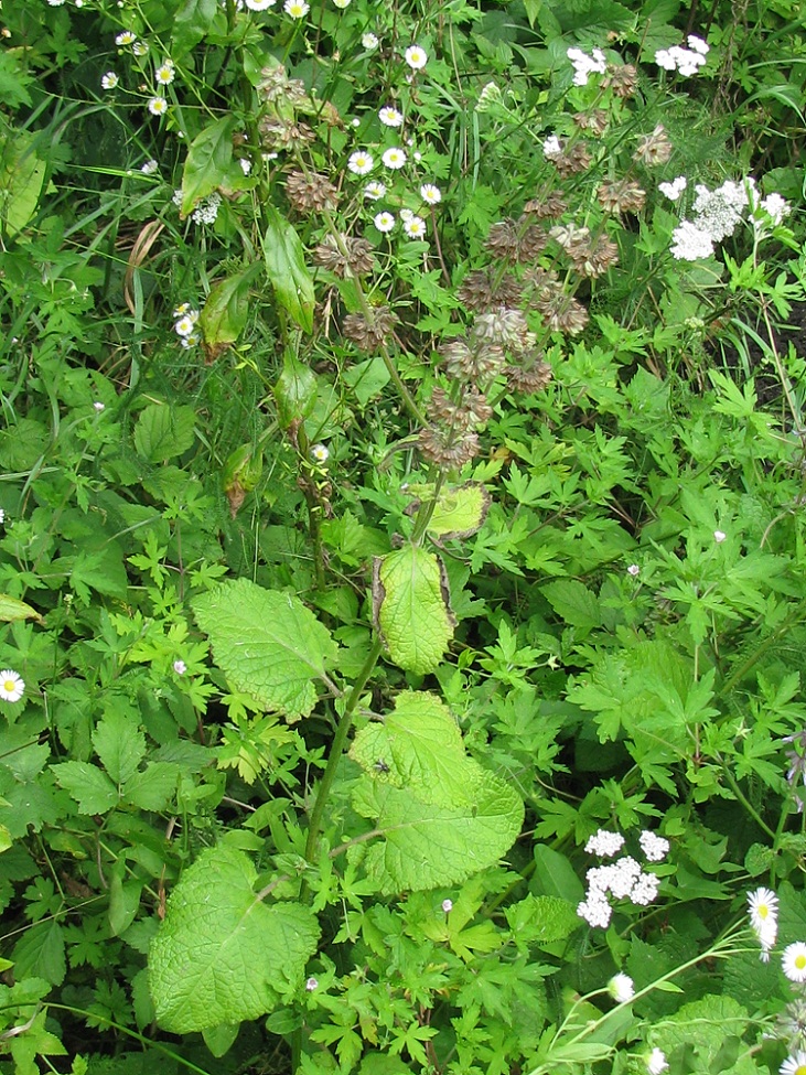 Image of Salvia verticillata specimen.