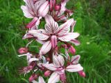 Dictamnus caucasicus