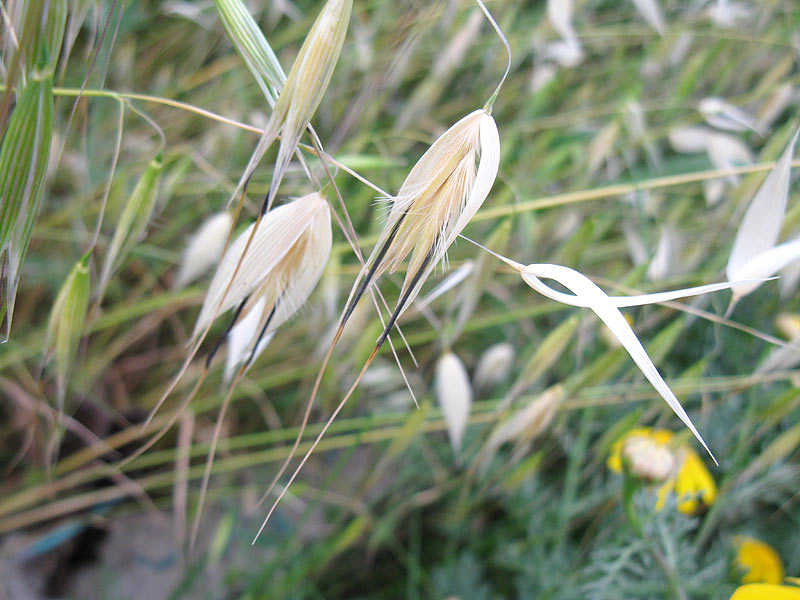 Image of genus Avena specimen.