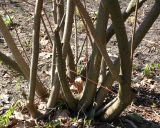 Stachyurus praecox