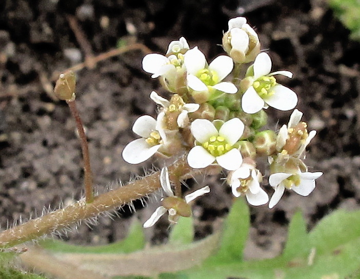 Изображение особи Capsella bursa-pastoris.