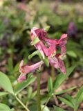 Corydalis marschalliana