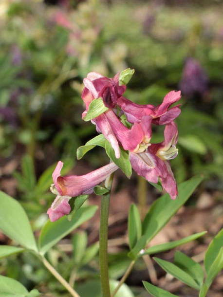 Изображение особи Corydalis marschalliana.