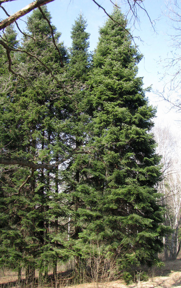 Image of Abies sibirica specimen.