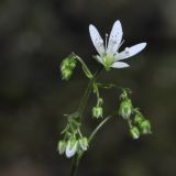 Saxifraga rotundifolia