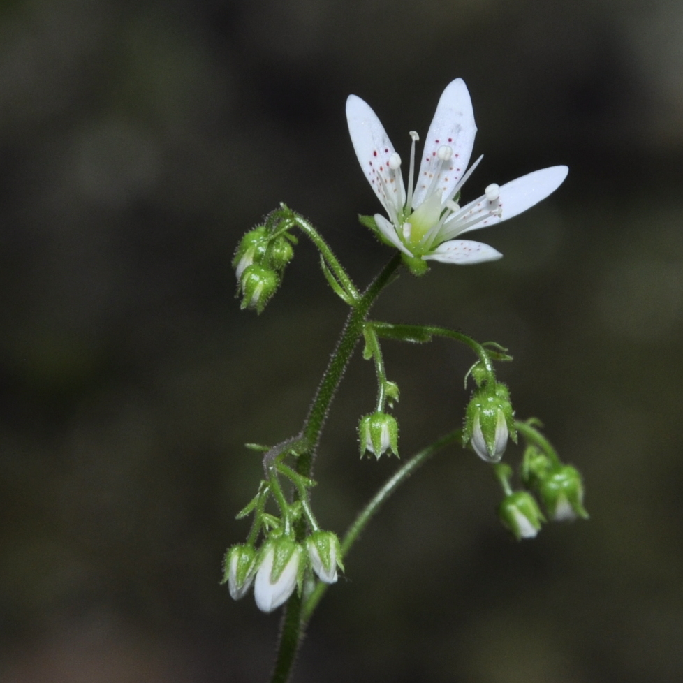 Image of Saxifraga rotundifolia specimen.