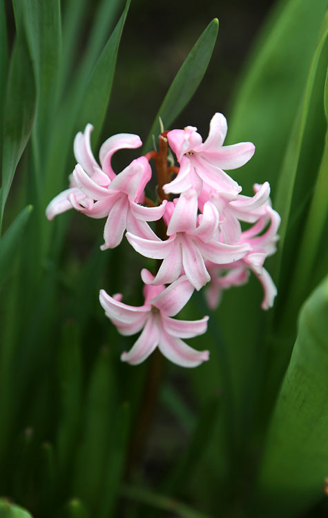 Image of Hyacinthus orientalis specimen.