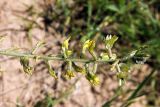 Oxytropis macrodonta. Соцветие. Узбекистан, Ташкентская обл., зап. отроги Чаткальского хр., ур. Чимган, склон горы Кызылджар. 18.05.2013.