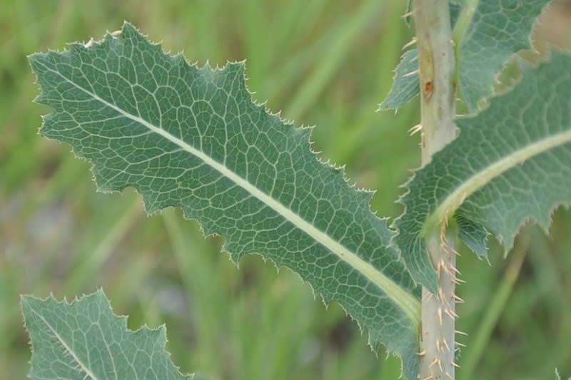 Изображение особи Lactuca virosa.