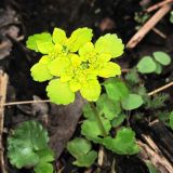 Chrysosplenium alternifolium