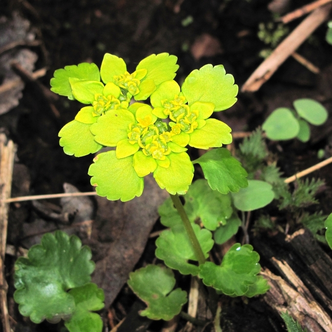 Image of Chrysosplenium alternifolium specimen.