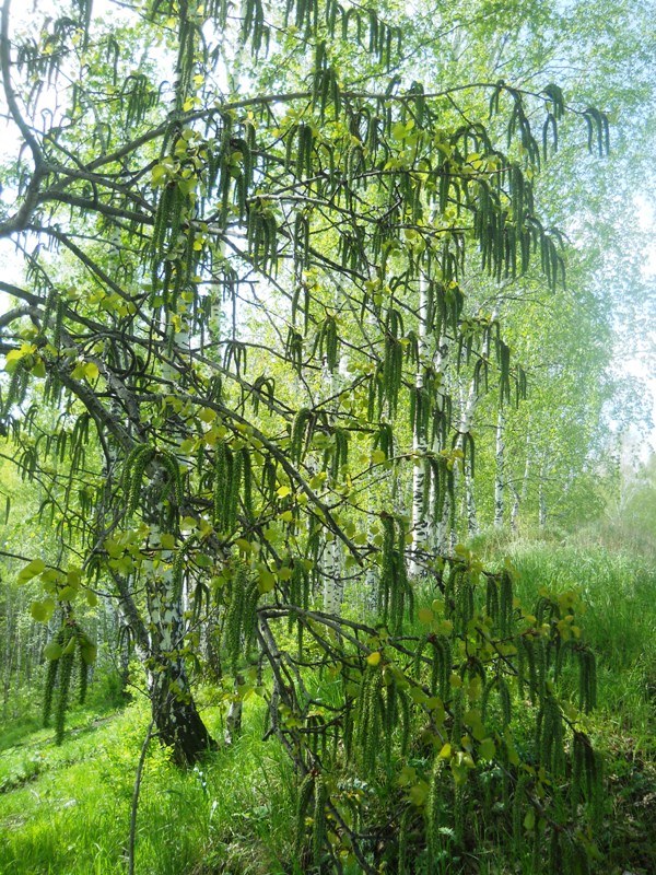 Изображение особи Populus tremula.