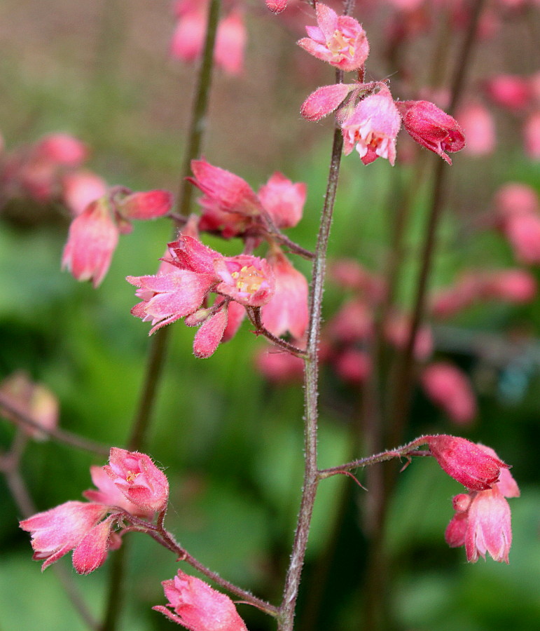 Image of Heuchera × brizoides specimen.