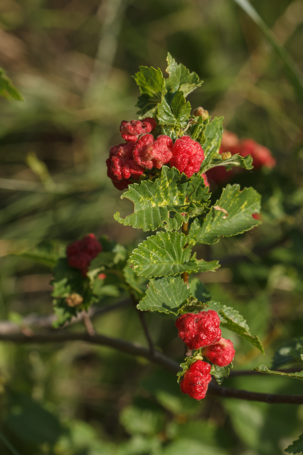 Image of Ulmus minor specimen.
