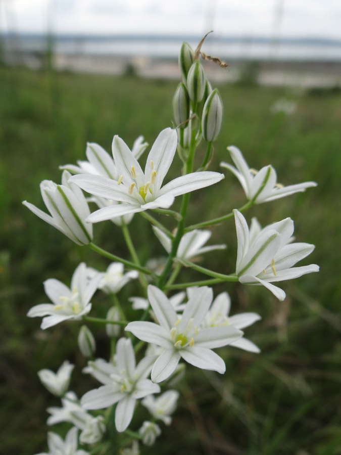 Image of Ornithogalum ponticum specimen.