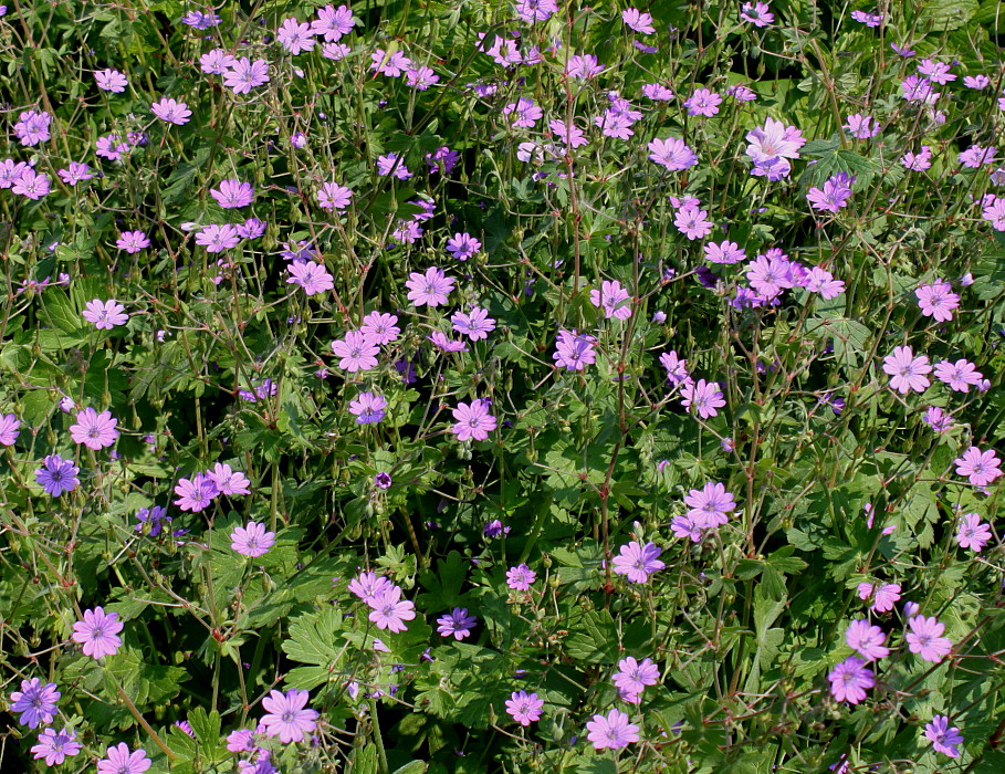 Изображение особи Geranium pyrenaicum.