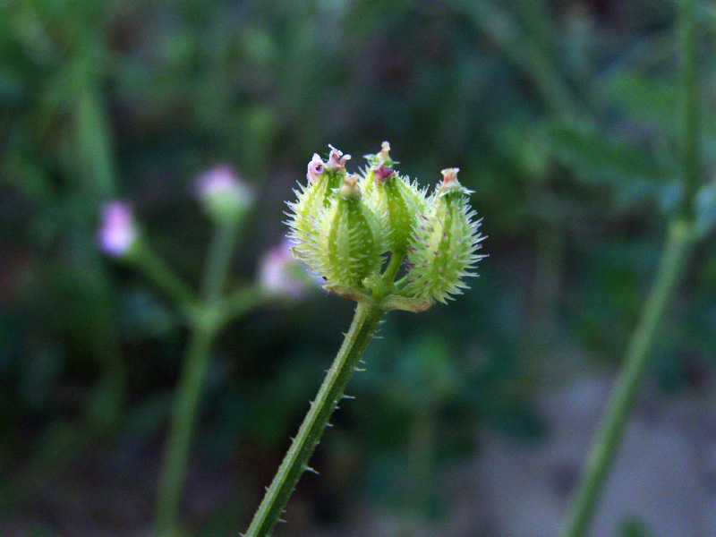 Image of Turgenia latifolia specimen.