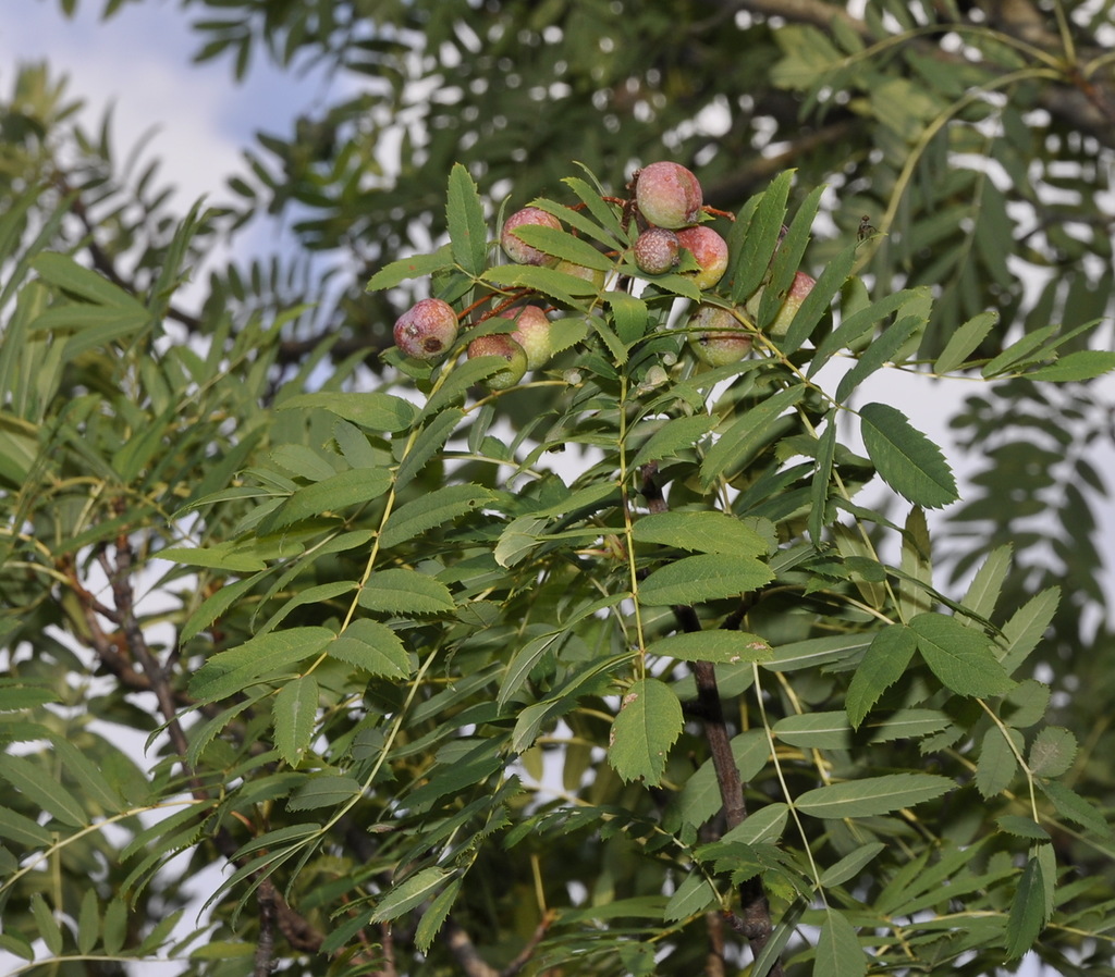 Image of Sorbus domestica specimen.