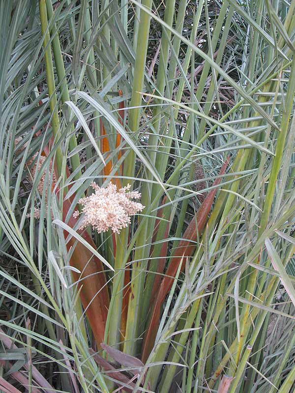 Image of Phoenix dactylifera specimen.