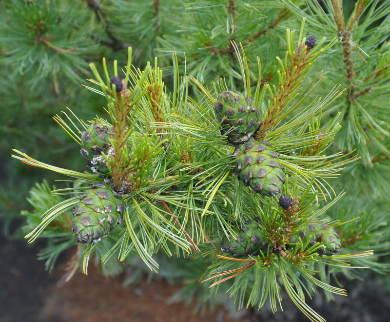 Изображение особи Pinus pumila.