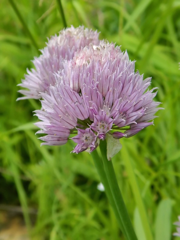 Image of Allium schoenoprasum specimen.