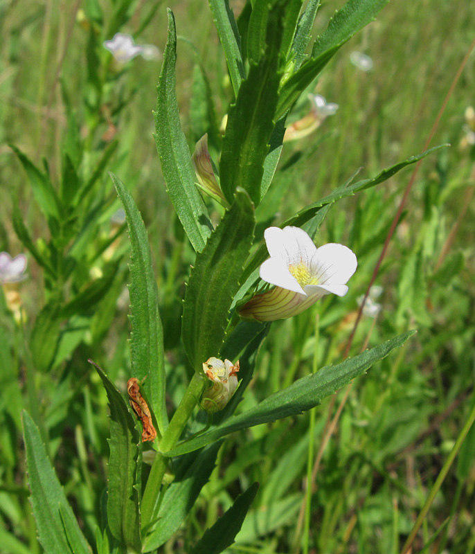 Image of Gratiola officinalis specimen.