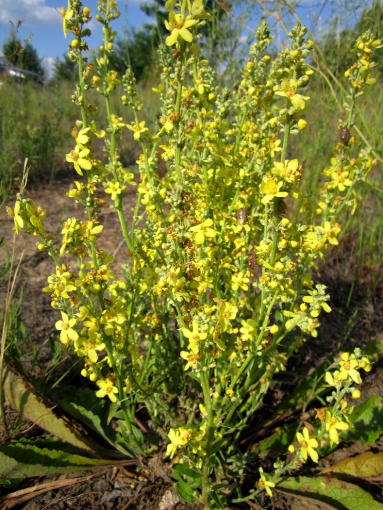 Изображение особи Verbascum lychnitis.