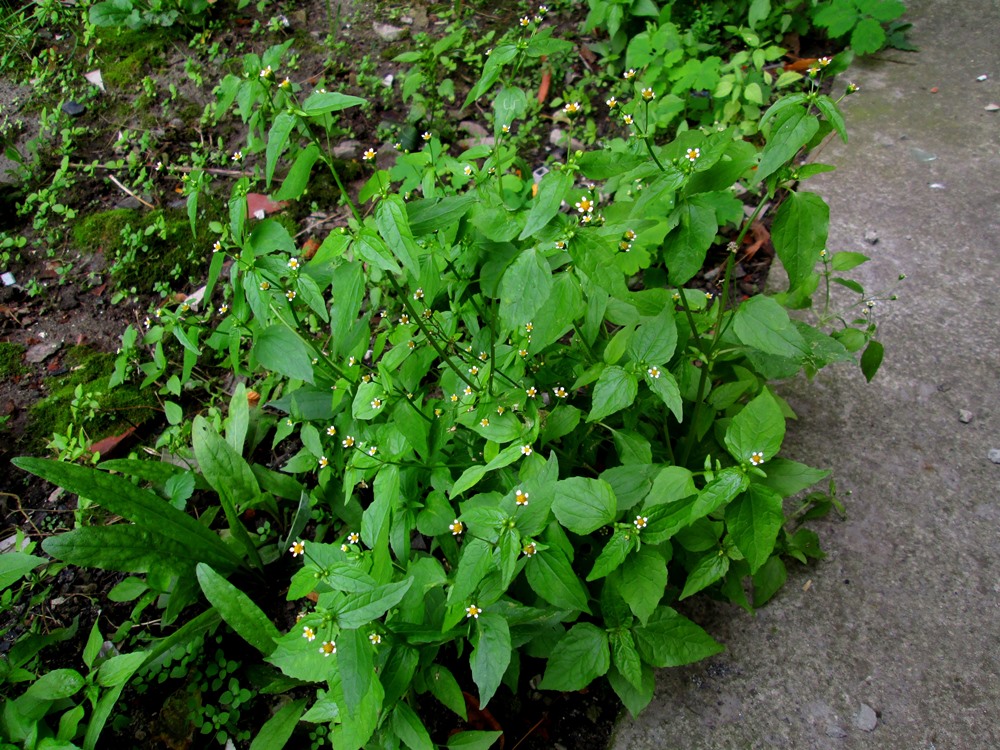 Image of Galinsoga parviflora specimen.