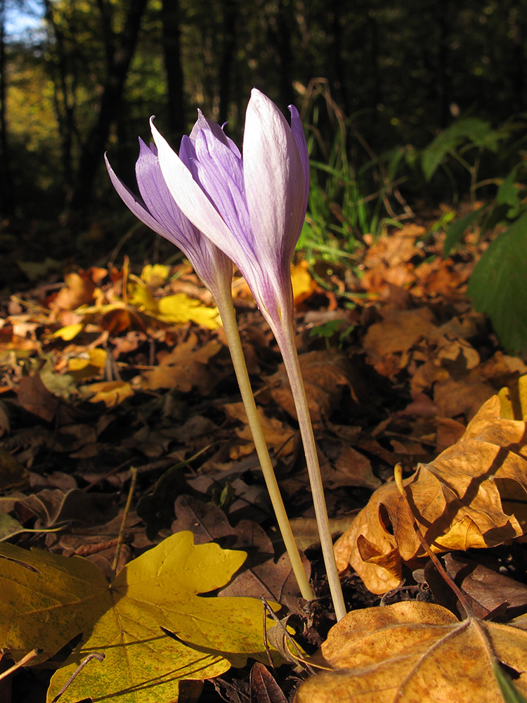 Изображение особи Crocus speciosus.