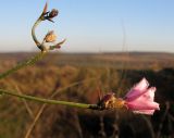 Convolvulus cantabrica. Верхушка побега с цветком и плодом. Краснодарский край, окр. г. Крымск, разнотравный луг. 25.10.2013.