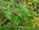 Chrysanthemum indicum