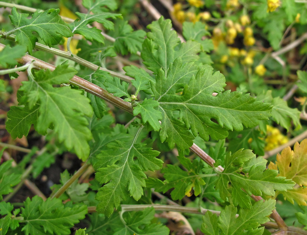 Изображение особи Chrysanthemum indicum.