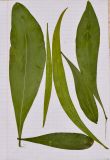 Acacia saligna