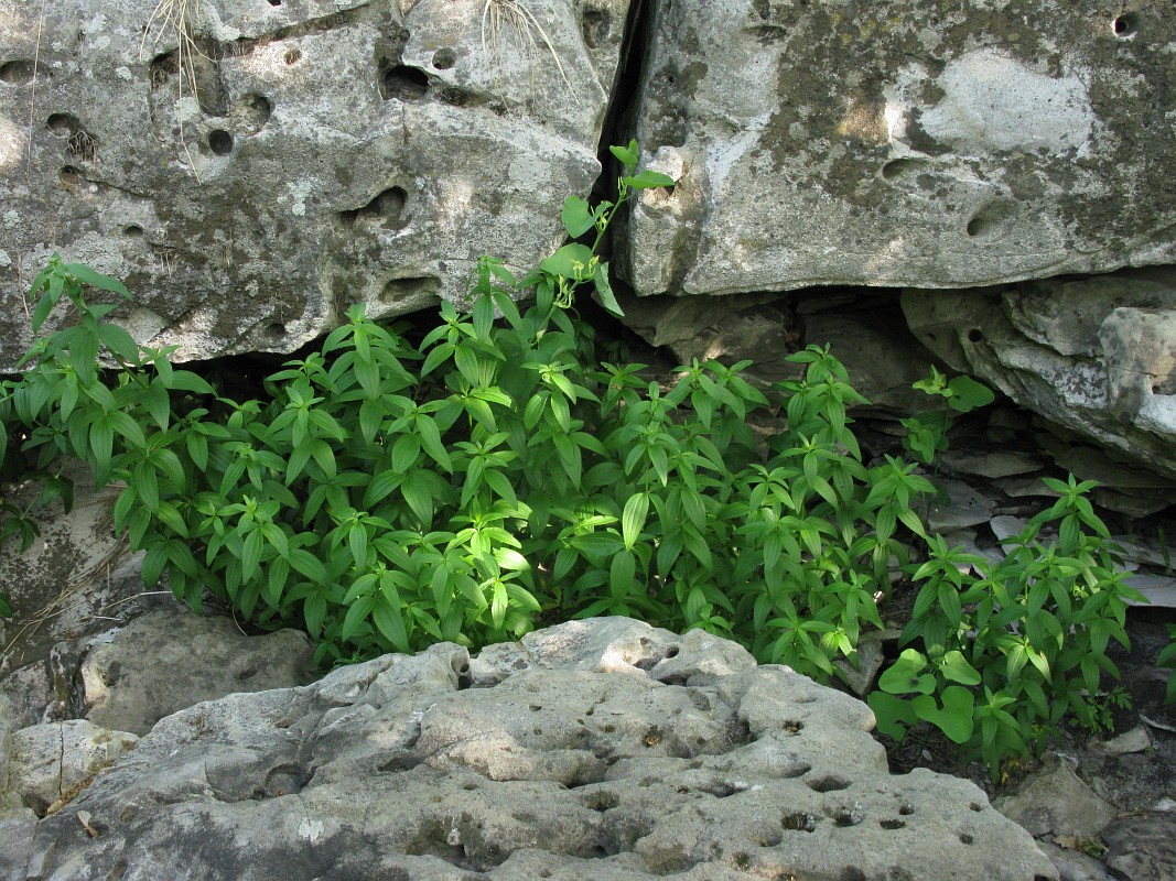 Изображение особи Galium physocarpum.