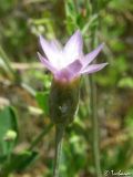 Xeranthemum cylindraceum