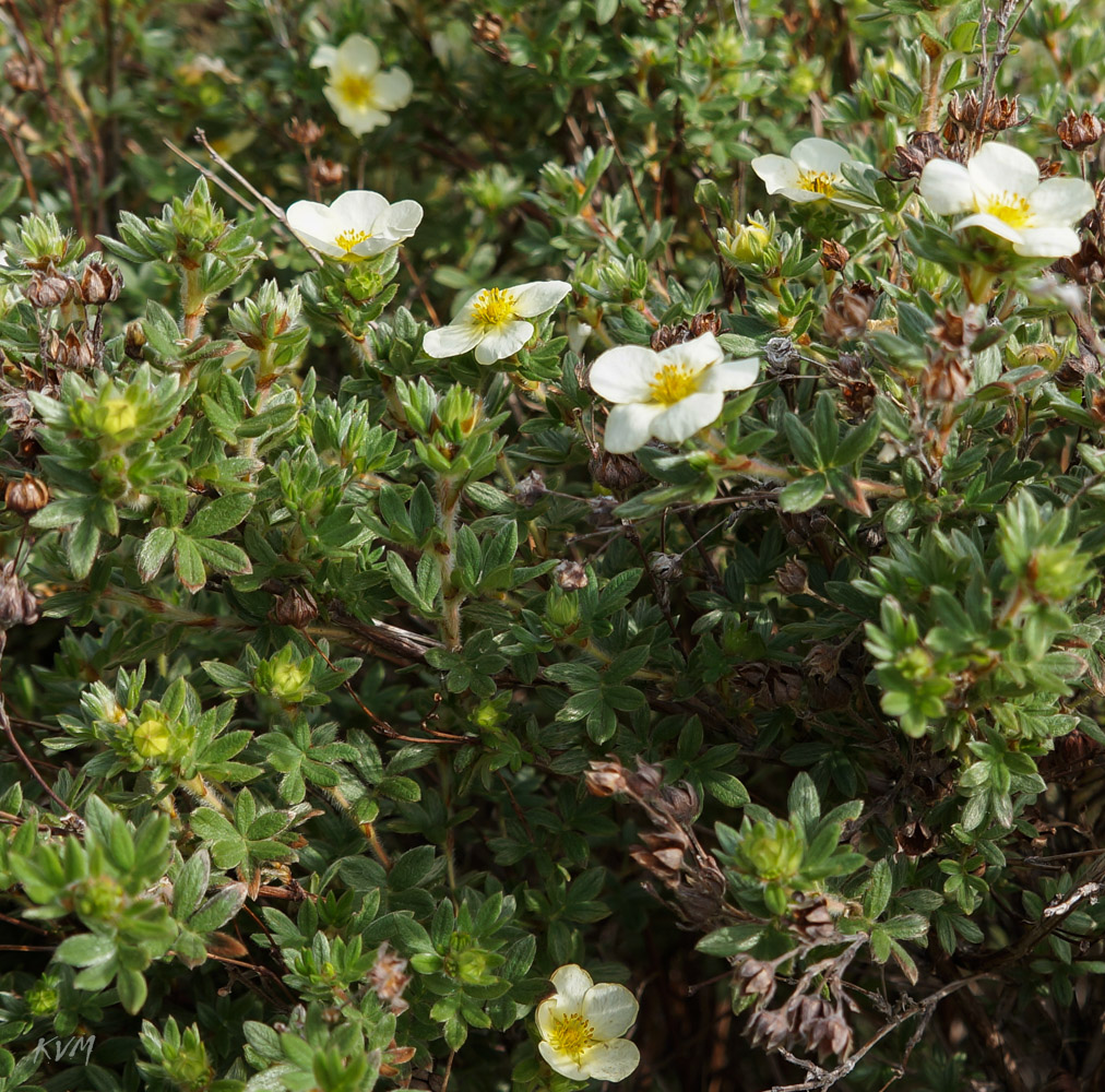 Image of Dasiphora fruticosa specimen.